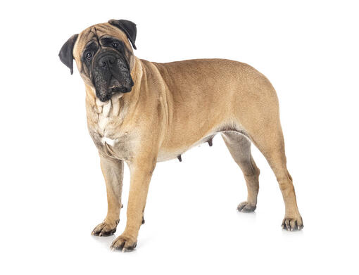 Bullmastiff hunting sales